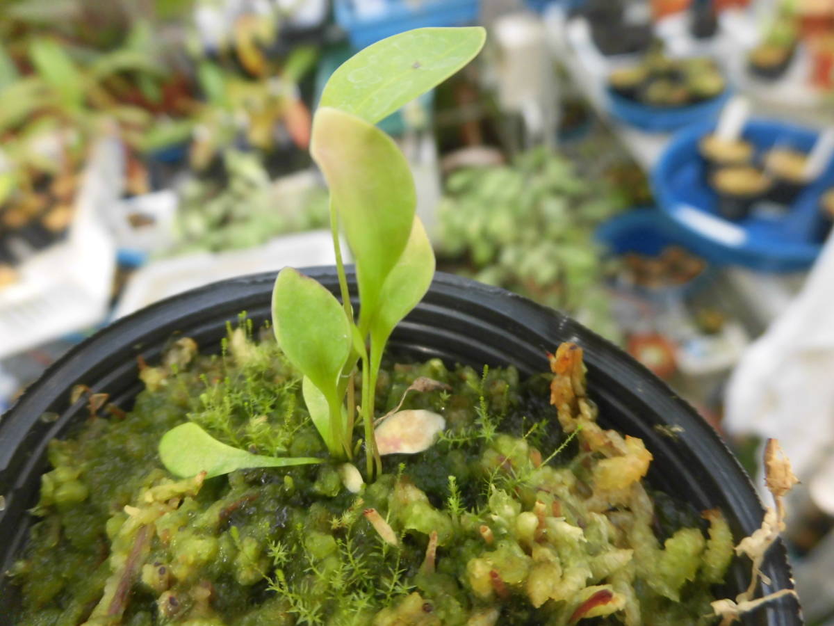 人気No.1 食虫植物 ムシトリスミレ ピンギキュラ エセリアナ ヒメ