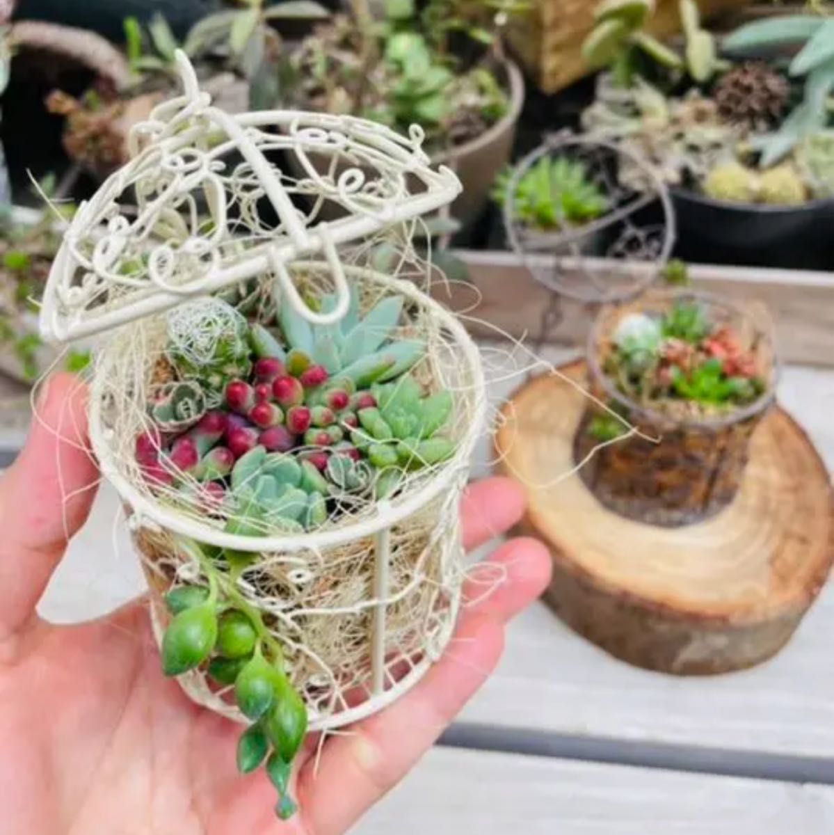 鳥かご 多肉寄せ植え そのまま飾れる|Yahoo!フリマ(旧PayPay 鳥かご 多肉寄せ植え そのまま飾れる|Yahoo!フリマ(旧PayPay