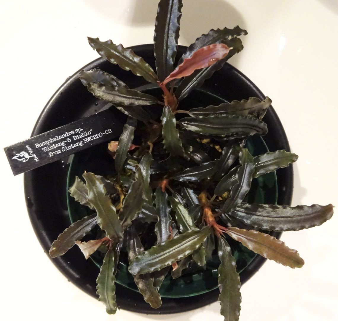 Yahoo!オークション - Bucephalandra sp. Sintang-5 Diablo from Yahoo!オークション - Bucephalandra sp. Sintang-5 Diablo from