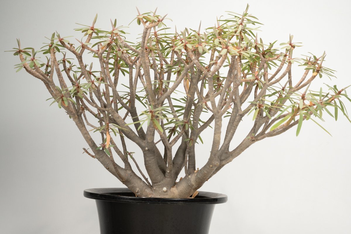 57 Euphorbia balsamifera ユーフォルビア バルサミフェラ /CACTUS GREEN