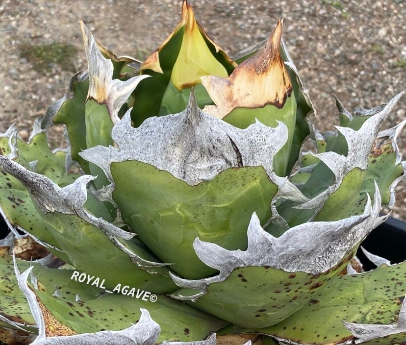 16 Agave titanota triceratops 白犀牛/CACTUS GREEN-龍舌蘭 16 Agave titanota triceratops 白犀牛/CACTUS GREEN-龍舌蘭