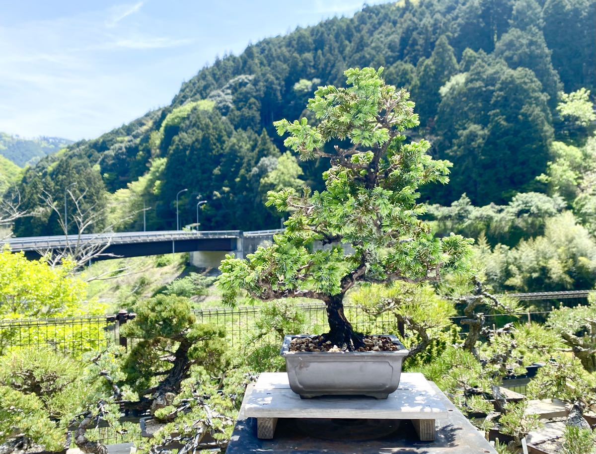白木盆栽園 杜松 盆栽 黒松赤松五葉松真柏雑木新しい趣味初心者