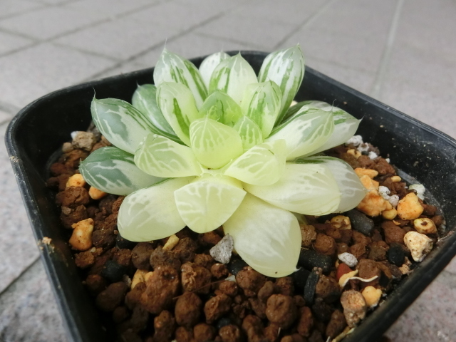 ≧∇≦）多肉植物 ハオルチア オブツーサ錦 朝焼け カキ仔