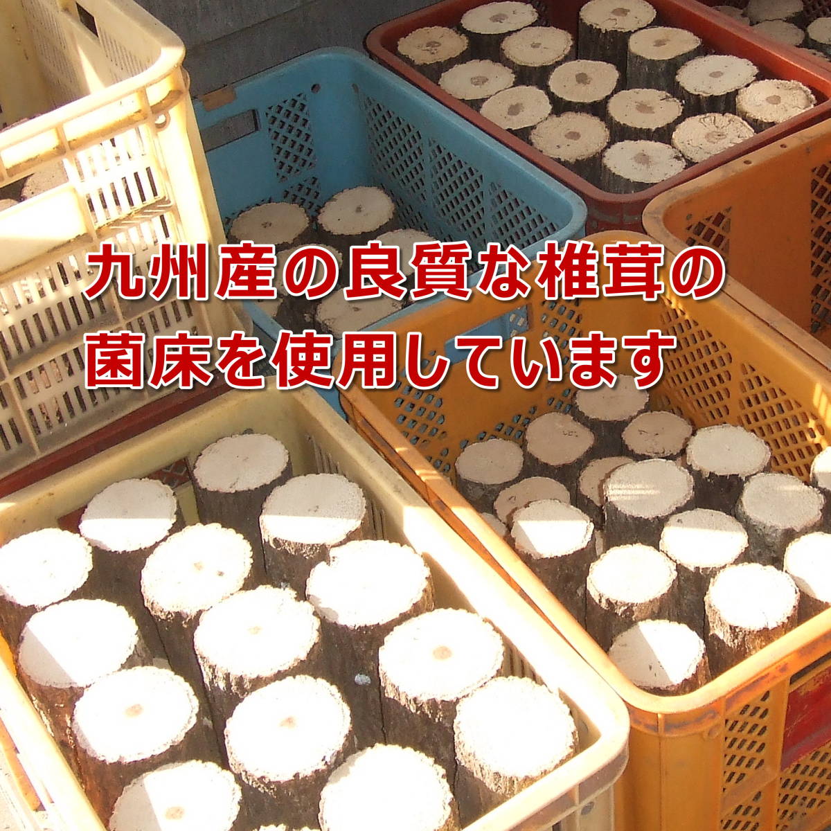 カブトマット 10L 4個 幼虫・産卵におすすめ! スタンダード 国産・外