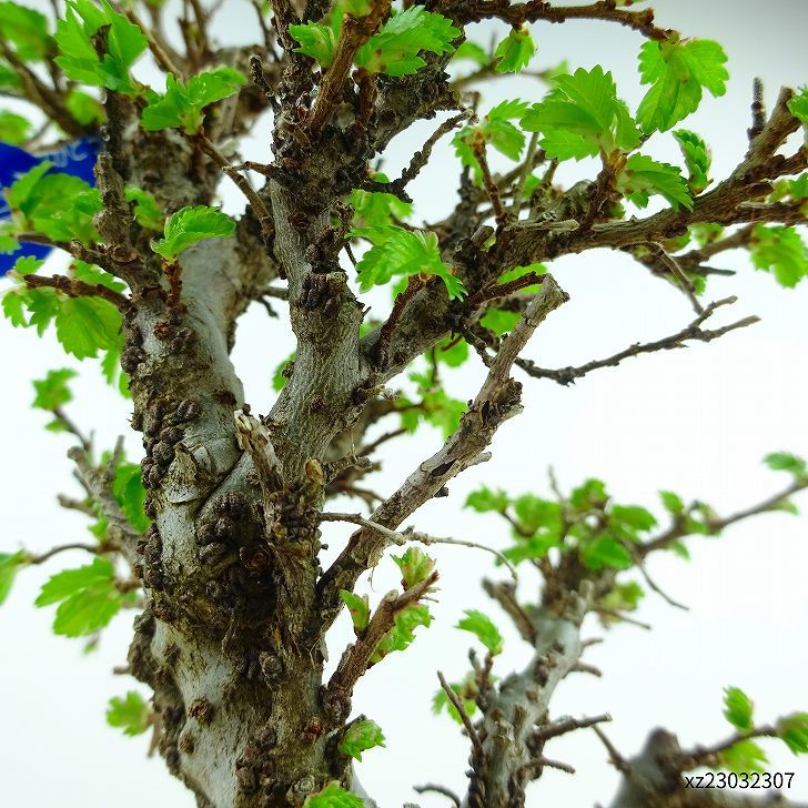  бонсай вяз дзельква высота дерева примерно 17cm ильм дзельква Ulmus parvifolianirekeyaki. лист nire. листопадные растения .. для маленький товар на данный момент товар 