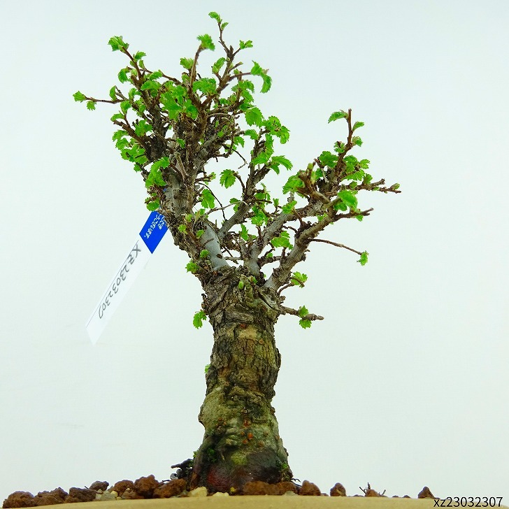  bonsai elm zelkova height of tree approximately 17cm elm zelkova Ulmus parvifolianirekeyaki. leaf nire. deciduous tree .. for small goods reality goods 