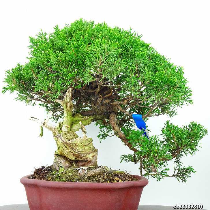 盆栽 真柏 高級盆栽 樹高 30cm しんぱく Juniperus chinensis シンパク