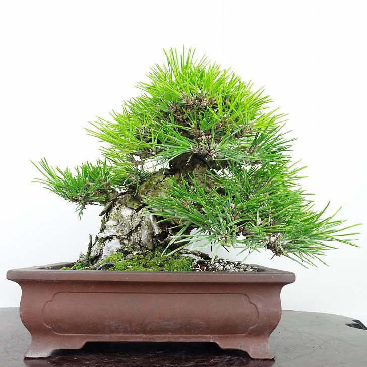 盆栽 松 黒松 樹高 21cm くろまつ 高級盆栽 松 Pinus thunbergii