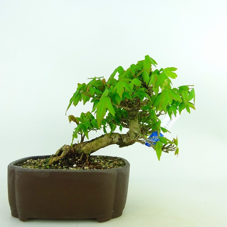 盆栽 楓 樹高 約15cm かえで Acer カエデ 紅葉 カエデ科 落葉樹 観賞用 小品 現品