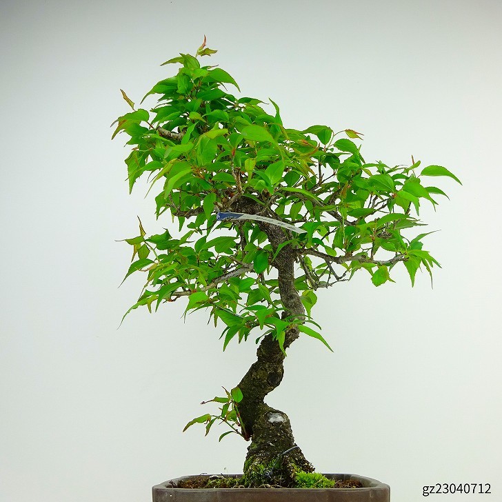 盆栽 梅 甲州野梅 樹高 約37cm うめ Prunus mume ウ | JChere雅虎拍賣代購