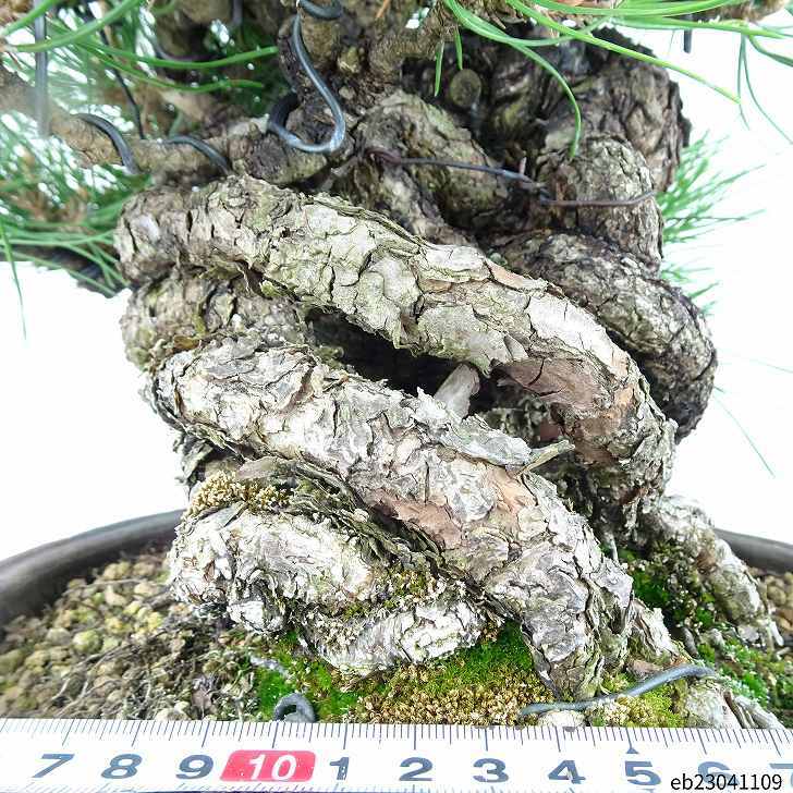 盆栽 松 黒松 樹高 28cm くろまつ 高級盆栽 Pinus thunbergii クロマツ