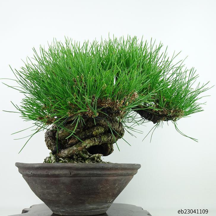 盆栽 松 黒松 樹高 くろまつ 高級盆栽 ii クロマツ