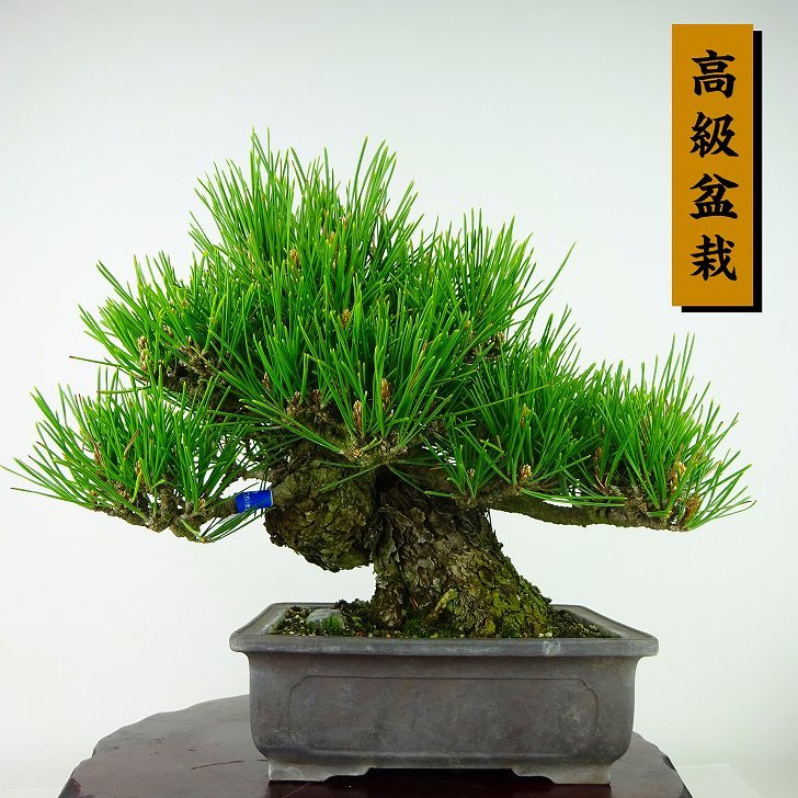 盆栽 松 黒松 樹高 約21cm くろまつ 高級盆栽 Pinus thunbergii