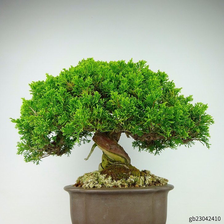 盆栽 真柏 樹高 約28cm しんぱく 高級盆栽 Juniperus chinensis シンパク “ジン シャリ” ヒノキ科 常緑樹 観賞用 現品_画像3