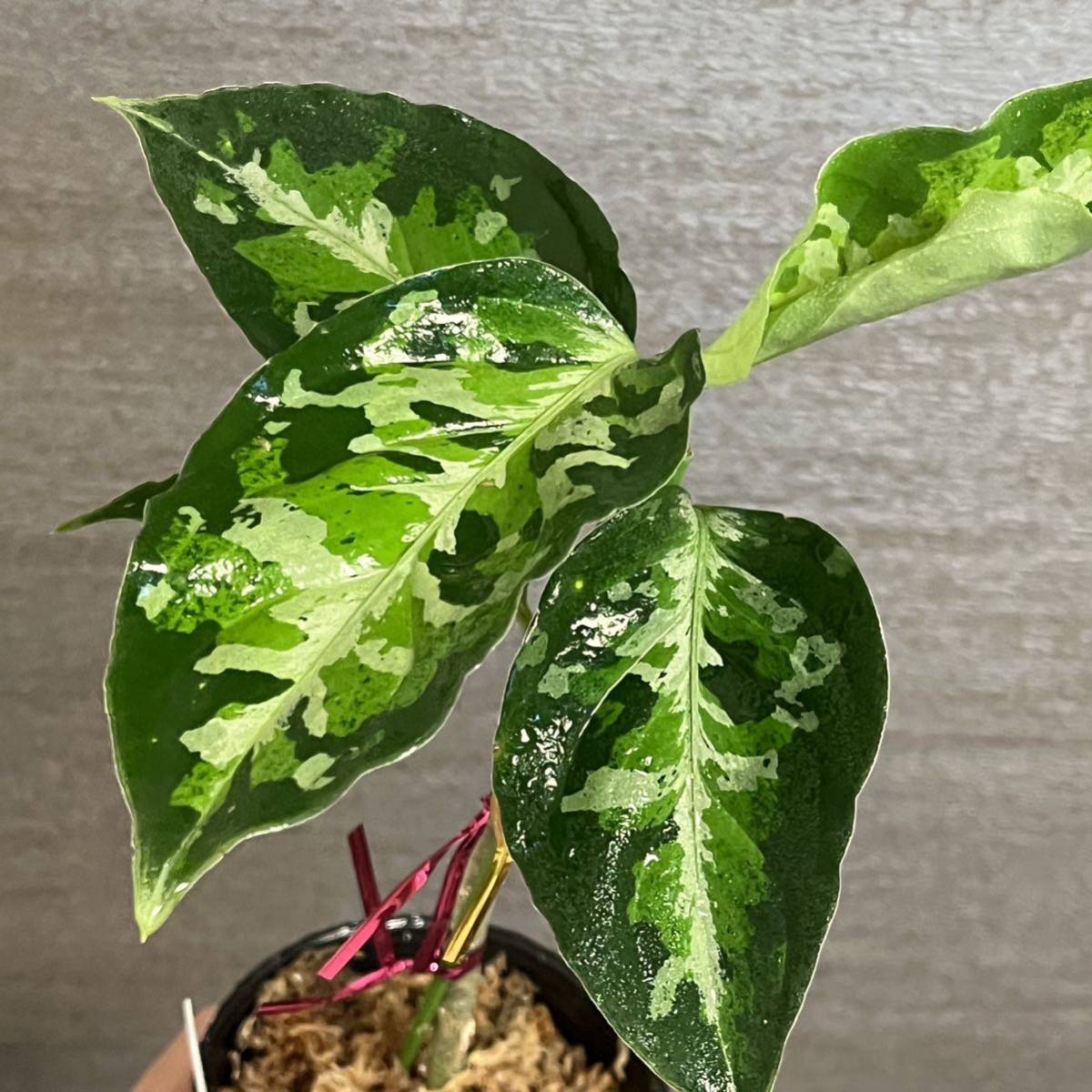 【1】アグラオネマ・ピクタム・トリカラー　ワイルド株　スマトラ島南スマトラ産　Aglaonema Pictum 中山PLANTS