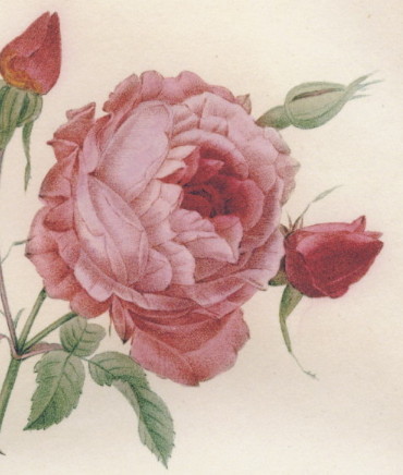  new goods *rudu-te[ deep pink. rose ] small ok tavo stamp * amount attaching high quality . made ./rosa* Indy ka/botanika lure to/ rose map ./ Anne towa net 