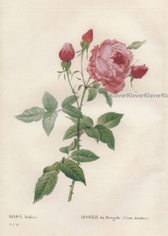  new goods *rudu-te[ deep pink. rose ] small ok tavo stamp * amount attaching high quality . made ./rosa* Indy ka/botanika lure to/ rose map ./ Anne towa net 