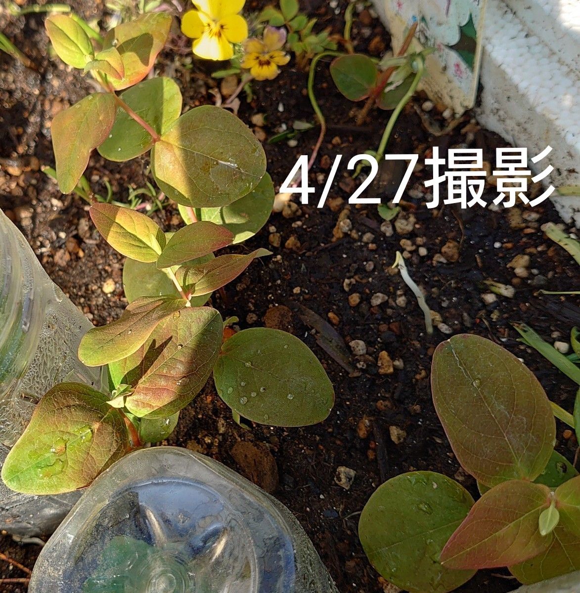 ヒペリカム苗 実ピンク⑤ 1本 | emdecob.com