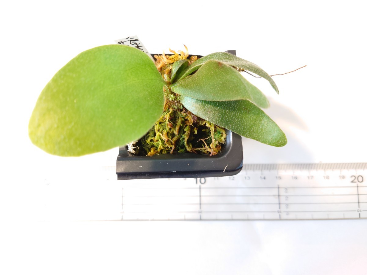 ビカクシダ Foongsiqi フーンシキ ビカクシダ、コウモリラン