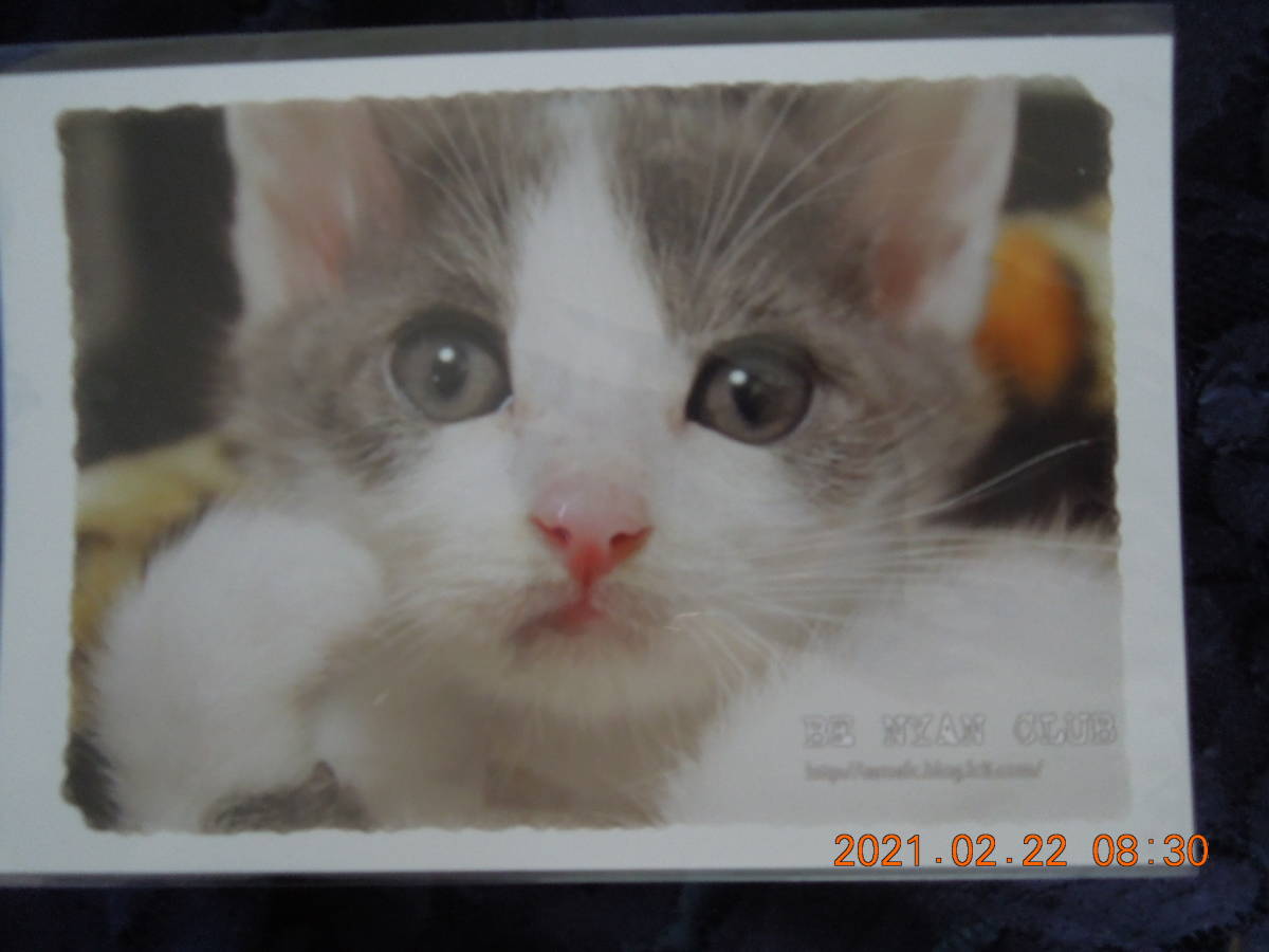 . cat photograph postcard 36 / bee crack Japan cat Mix . kind / BE NYAN CLUB retro 