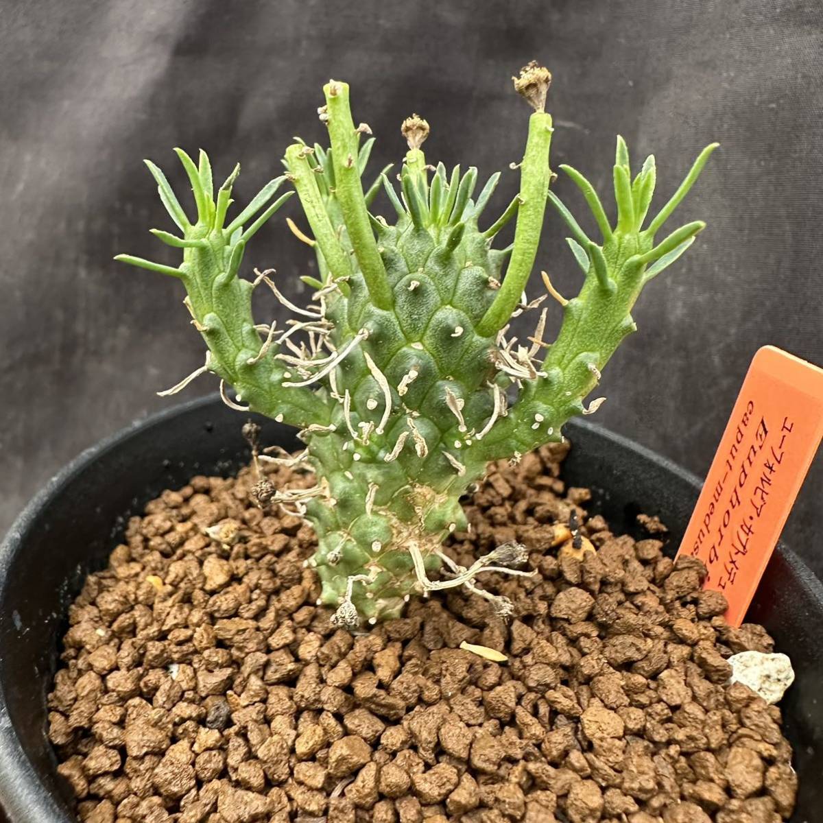 ★サボテン・多肉植物★891★ ユーフォルビア カプトメデューサ （Euphorbia caput-medusae）★コーデックス　塊根_画像1