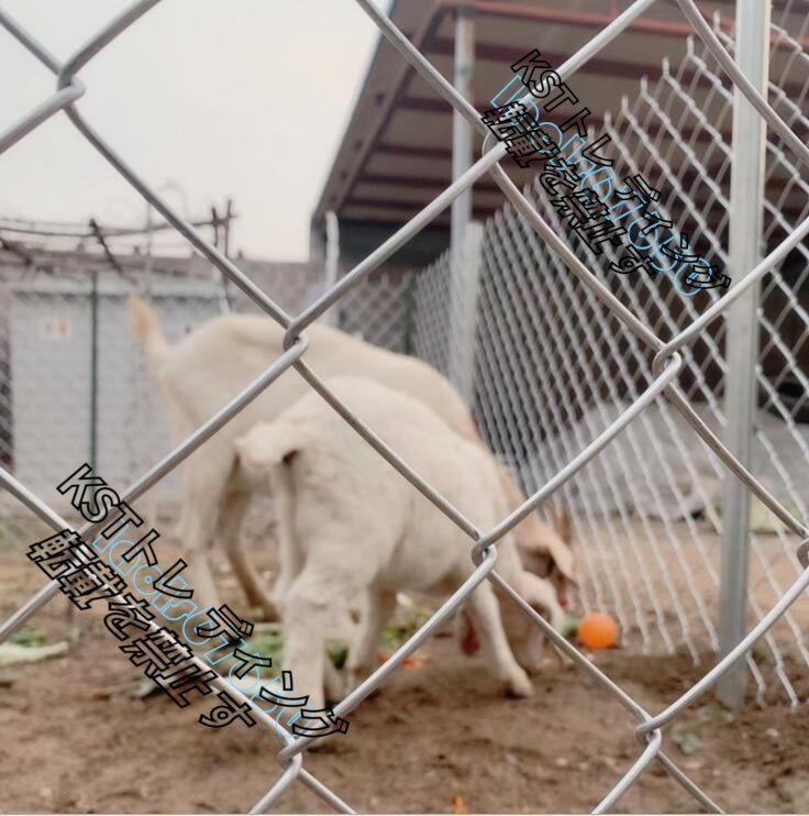  great popularity * iron line fence . fish . guard rail cow .. breeding net dog dog Ran zoo fender s wire link fence 1.8M height * length 20M