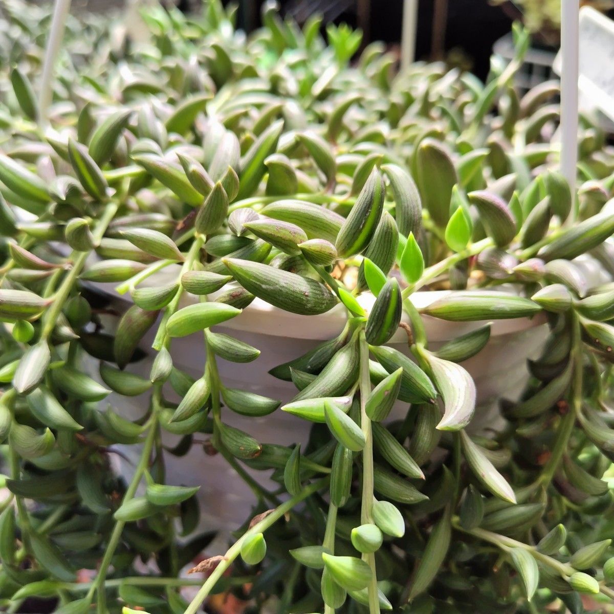 多肉植物 アーモンドネックレス 三日月ネックレス カット苗 多肉植物 アーモンドネックレス 三日月ネックレス カット苗