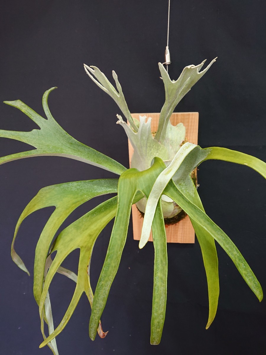 P.FSQ (×P.veitchii wild ?) ビカクシダ 子株 | engautomacao.com.br