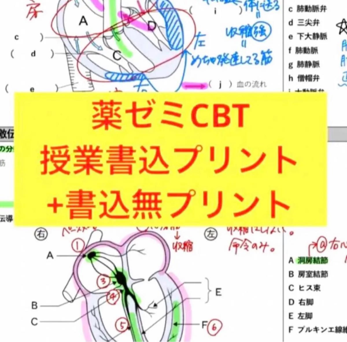 コアカリ重点ポイント集 コアカリマスター 第8版 CBT 薬ゼミ｜Yahoo