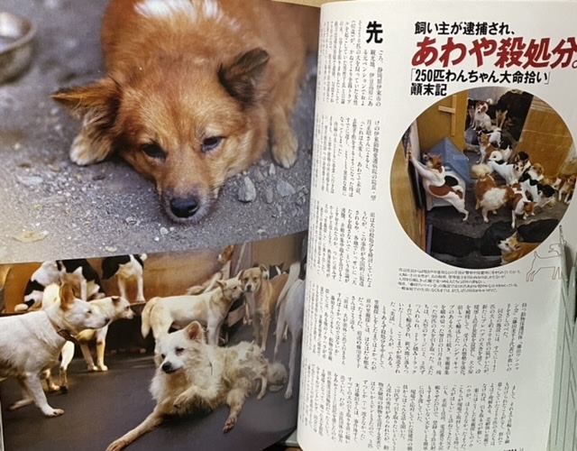 即決！新潮社『シンラ SINRA 1998・1』特集・ニュースになった犬と猫のドラマ　岩合光昭/椎名誠/中村征夫/小沢昭一/稲越功一/丸山健二 他_画像7