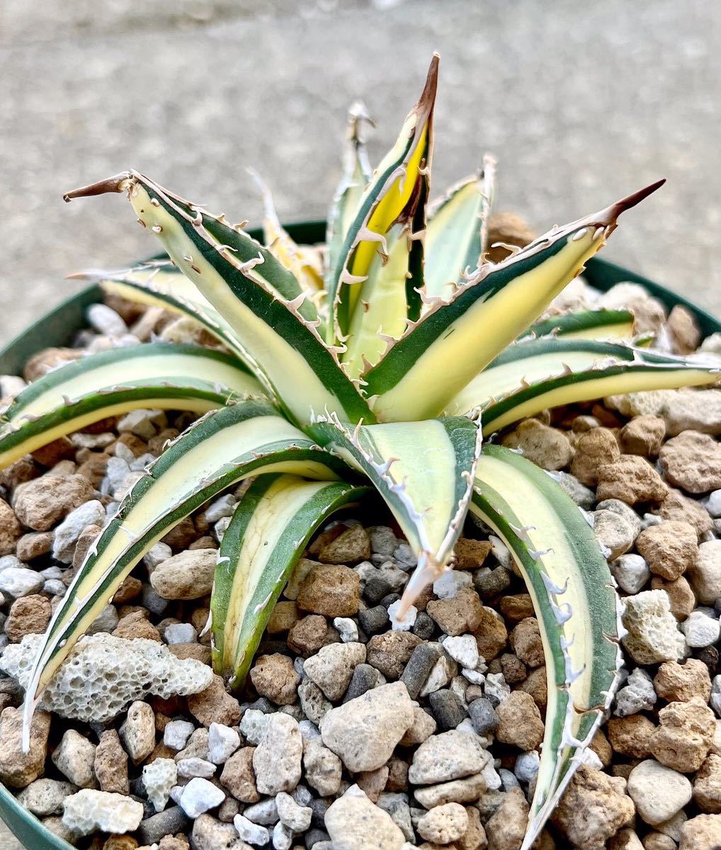 Agave ghiesbreghtii Witte zeeegel. アガベ ジェスブレイティ