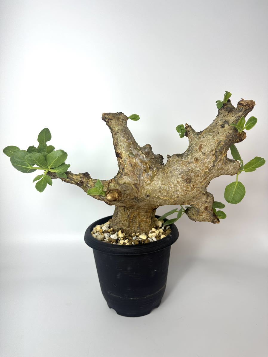 希少種 超良型 コレクション株 Commiphora guidotti コミフォラ