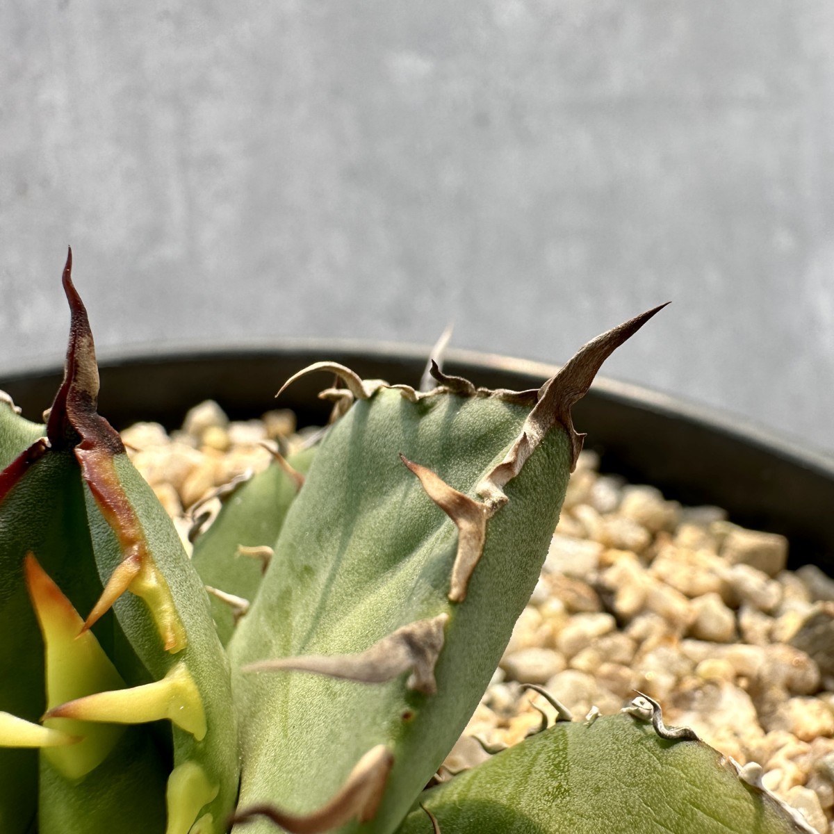 F13 超特選 アガベ チタノタ ウルヴァリン Agave 金剛狼 強白棘 連棘
