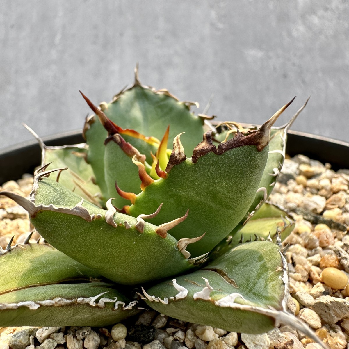 F13 超特選 アガベ チタノタ ウルヴァリン Agave 金剛狼 強白棘 連棘