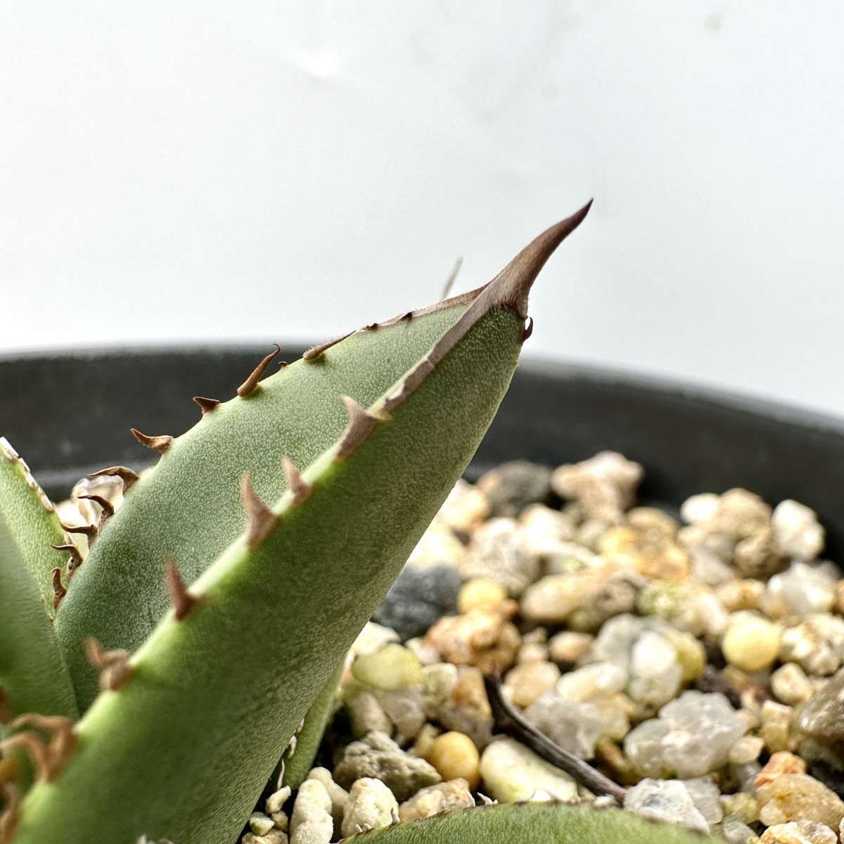 MM9 パープソラム Agave purpusorum 青皮です帝釈天 極上美株 camping.com