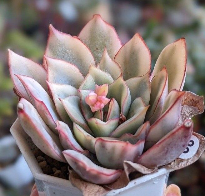 多肉植物 エケベリア 韓国 カット苗 エスター錦83 魅惑の月錦 多肉植物 エケベリア 韓国 カット苗 エスター錦83 魅惑の月錦