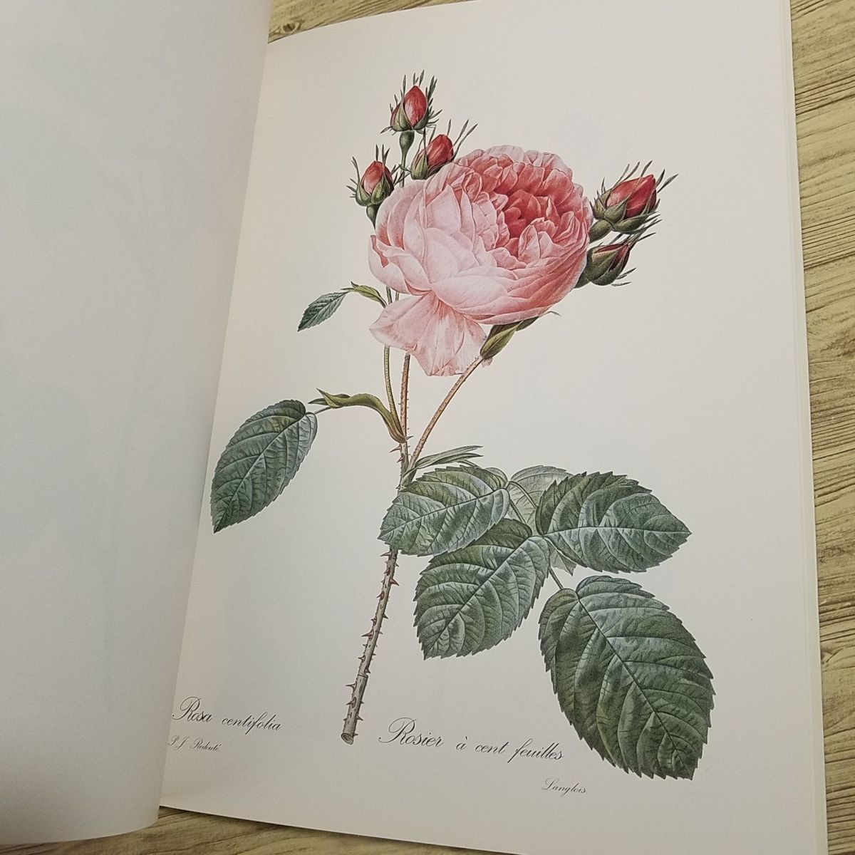  сборник репродукций [ Pierre =jozef*rudu-tePierre-Joseph Redoute Fleurs] иностранная книга французский язык растения сборник репродукций цветок. сборник репродукций роза 12 пункт др. 