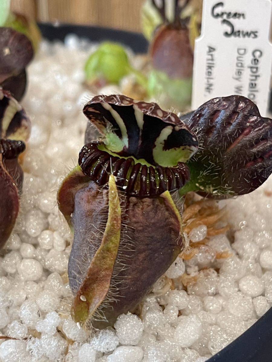 Cephalotus follicularis Dudley Watts GJ セファロタスフォリキュラ