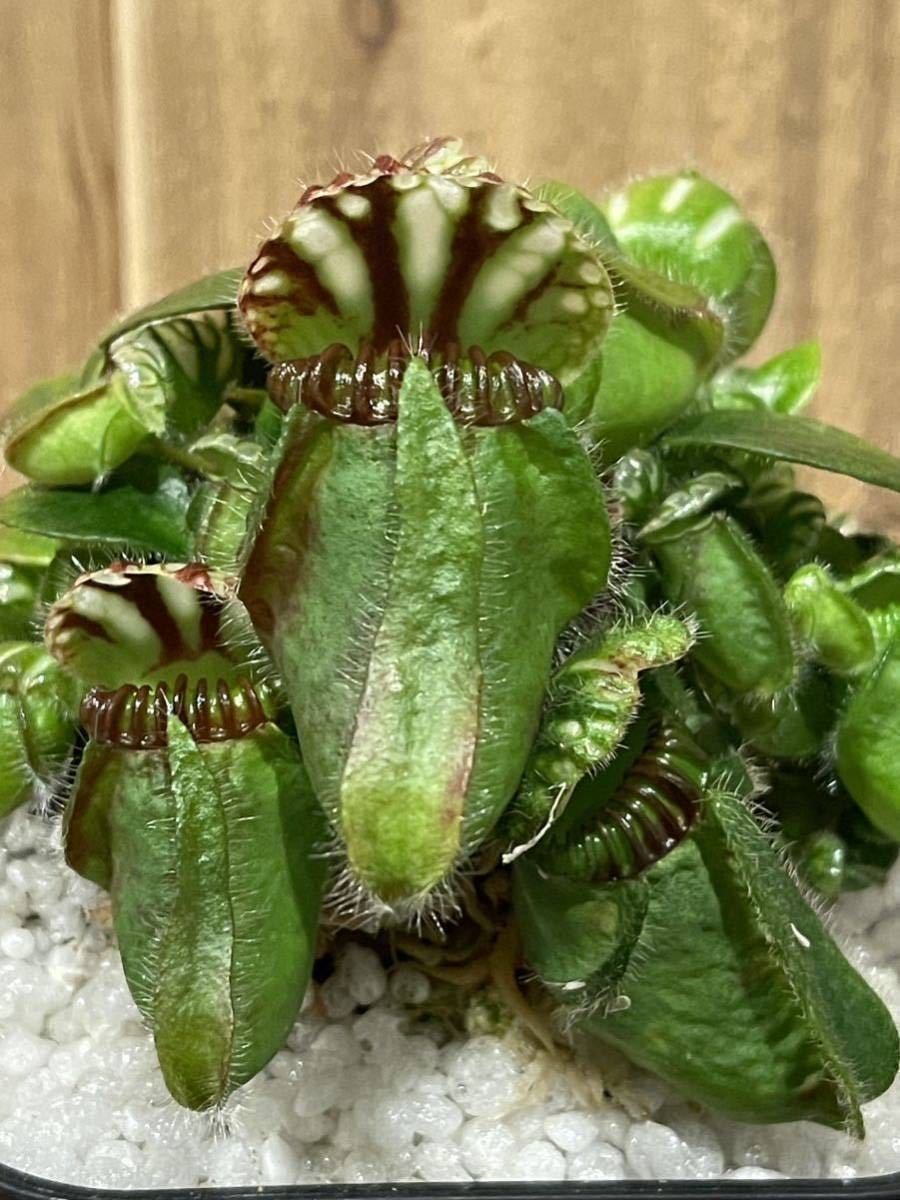 Yahoo!オークション - E Cephalotus follicularis Diflora Giant Yahoo!オークション - E Cephalotus follicularis Diflora Giant