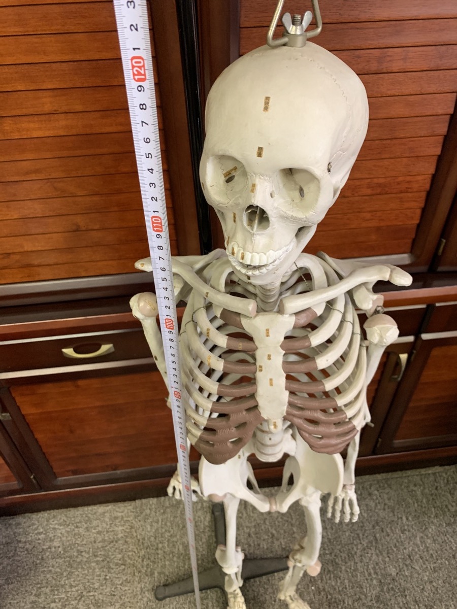 廃校小学校 MAEKAWA製 学校教材 身長120cm前後人体構造 模型 生物学