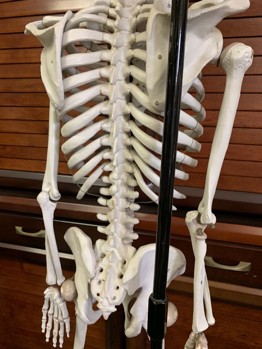 廃校小学校 MAEKAWA製 学校教材 身長120cm前後人体構造 模型 生物学