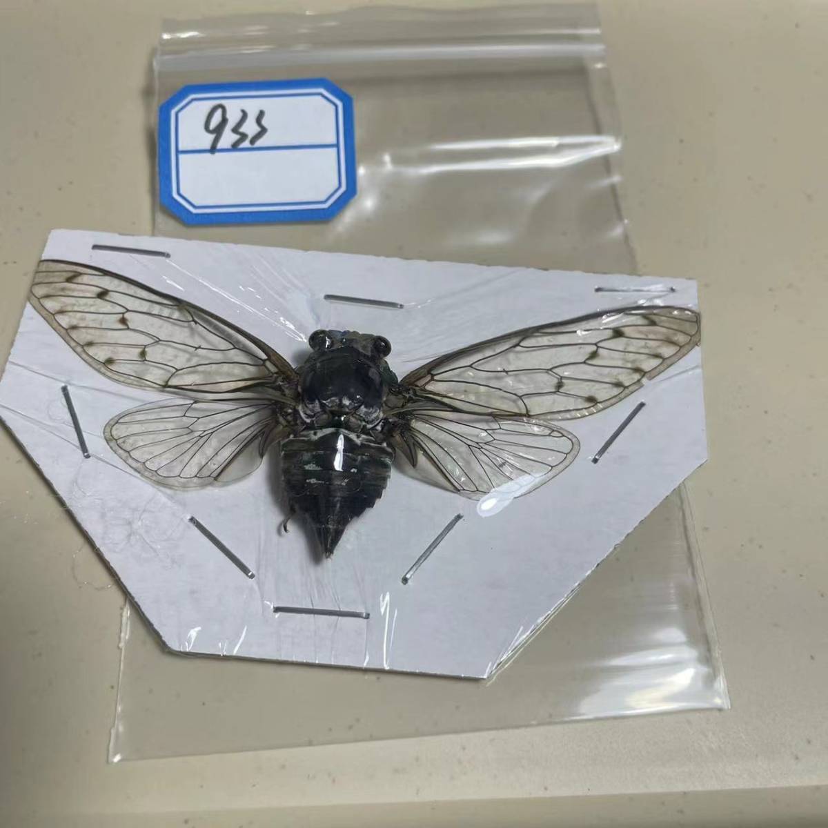 中国雲南　蝶の標本写真集　