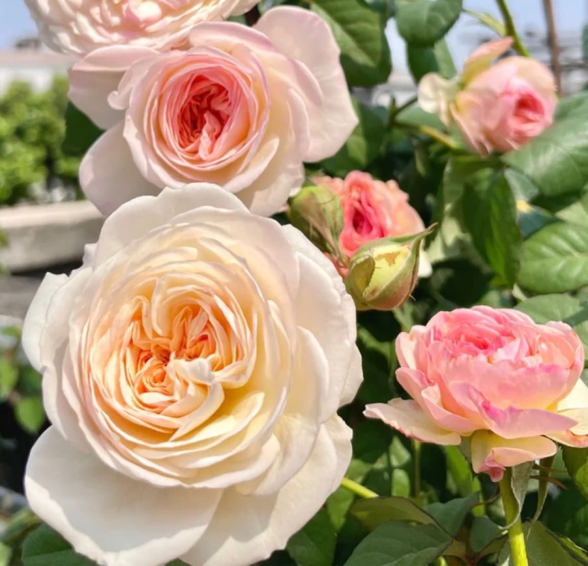 バラ花苗　切花品種　キー　DAウエディングローズ　ER　接ぎ木　大苗 豪華ラッピング無料 バラ花苗 切花品種 大苗 接ぎ木 ER DA