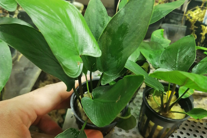  Anubias is stay fo rear Anubias hastifolia 1POT terrarium 