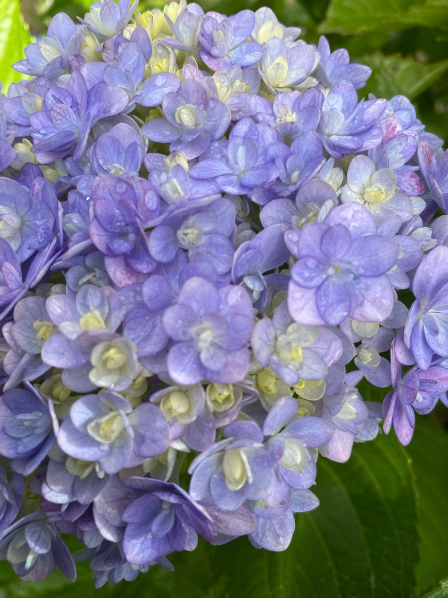 小手毬　紫陽花　根っこ付き！！