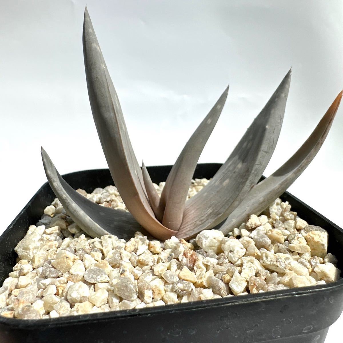 Aloe dhufarensis アロエ デュファレンシス | monsterdog.com.br