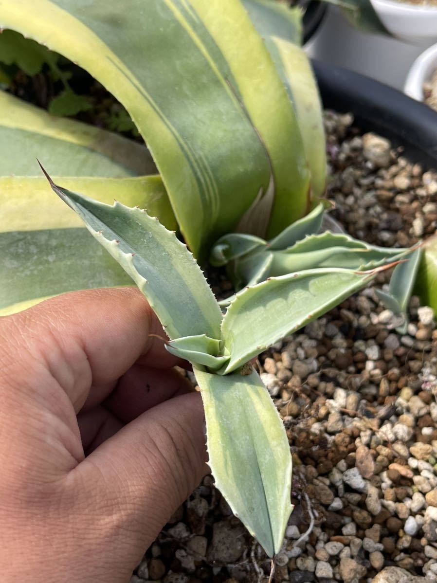 ヤフオク! - 多肉植物 アガベ ,オバティフォリア オルカ稀少株