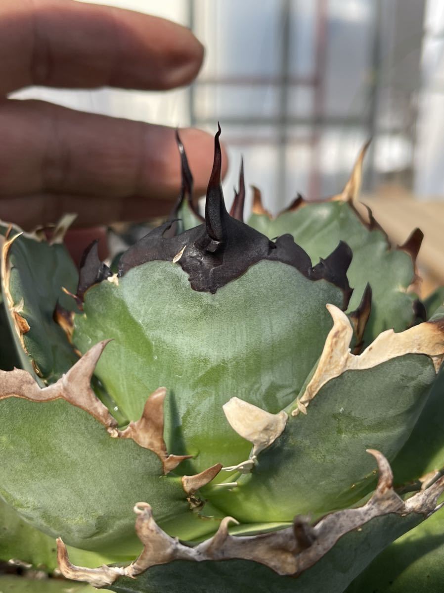 花、園芸 観葉植物 アガベ | mednail.ru