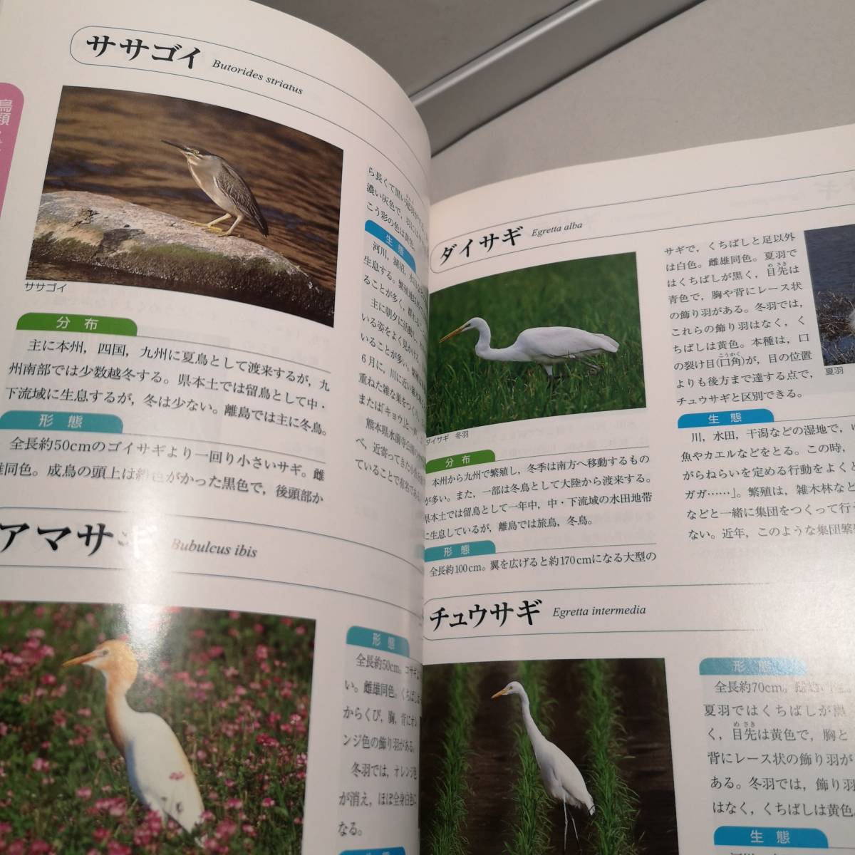 * river. raw kimono illustrated reference book - Kagoshima. water side from south person new company 2002/6/30* soft cover * Full color * insect * plant * animal * living thing illustrated reference book / river playing / free research 