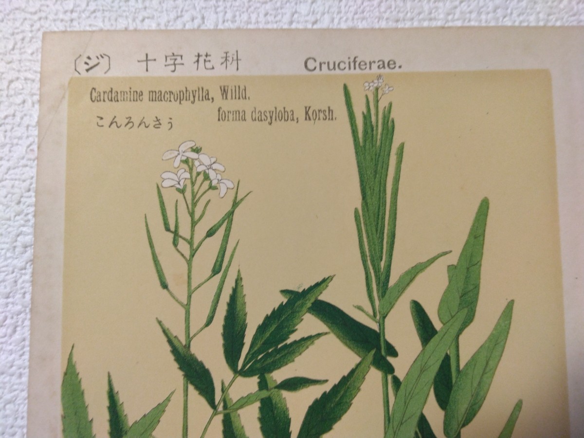 多色刷石版画 牧野富太郎校訂『普通植物図譜』村越三千男写生画 多色刷石版画 牧野富太郎校訂『普通植物図譜』村越三千男写生画